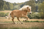 galloping Haflinger