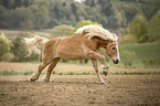 galloping Haflinger