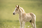 standing Haflinger Horse foal