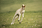 running Haflinger Horse foal