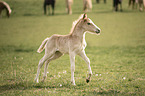 trotting Haflinger Horse foal