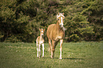 Haflinger Horse foal with mother