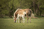 Haflinger Horse foal with mother
