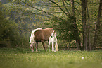 Haflinger Horse foal with mother