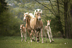 Haflinger Horse foals with mother