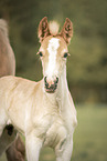standing Haflinger Horse foal