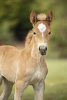 standing Haflinger Horse foal