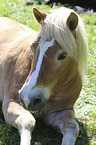 lying Haflinger