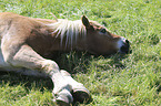 lying Haflinger