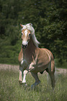 galopping Haflinger