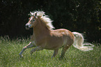 galopping Haflinger