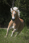 galopping Haflinger
