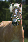 Haflinger portrait