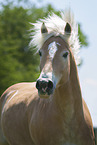 Haflinger portrait