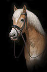 Haflinger portrait