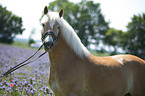 Haflinger portrait