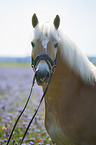 Haflinger portrait