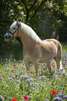 standing Haflinger