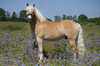 standing Haflinger
