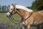 standing Haflinger