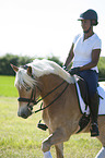 woman rides Haflinger