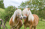 standing Haflinger