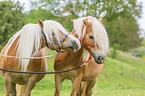 standing Haflinger