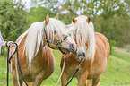 standing Haflinger