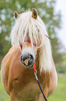 Haflinger portrait