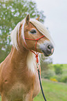 Haflinger portrait