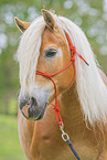 Haflinger portrait