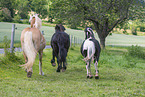 galloping Horses