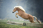 jumping Haflinger