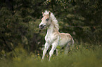 Haflinger foal