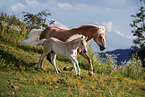 2 Haflinger