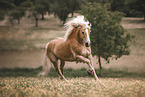 galloping Haflinger