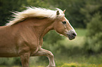 Haflinger Portrait