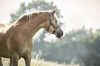 Haflinger Portrait