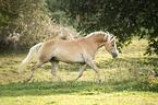 trotting Haflinger
