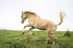 galloping Haflinger