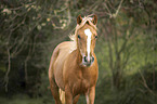 noble blood haflinger portrait