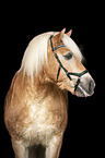 Haflinger Portrait