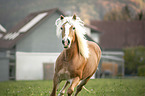 Haflinger Portrait