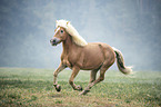 galloping Haflinger
