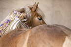 Haflinger horse portrait