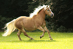 Haflinger