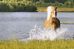 Haflinger