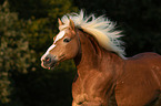 Haflinger