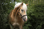 Haflinger Portrait