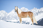 Haflinger stallion